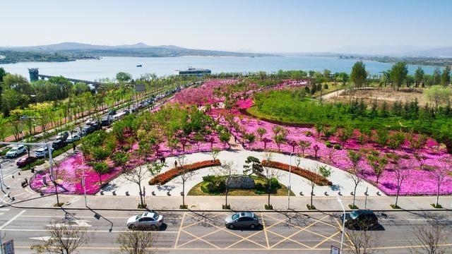 这里除了美丽的芝樱花海 还有淄博最大的滨湖沙滩, 醉美文昌湖 静待
