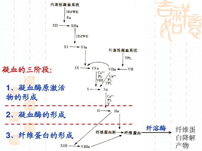 凝血的三阶段: 1,凝血酶原激活 物的形成 2,凝血酶的形成 纤溶酶 3
