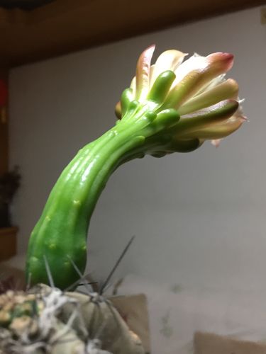 我家养了三十来年的仙人山今年第一次开花,一枝上长出