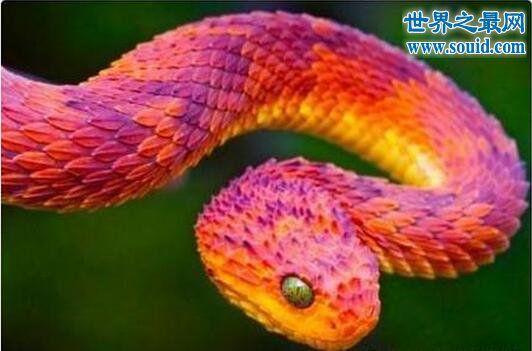 世界上最惊艳的蛇还能发出香味这是香蛇啊
