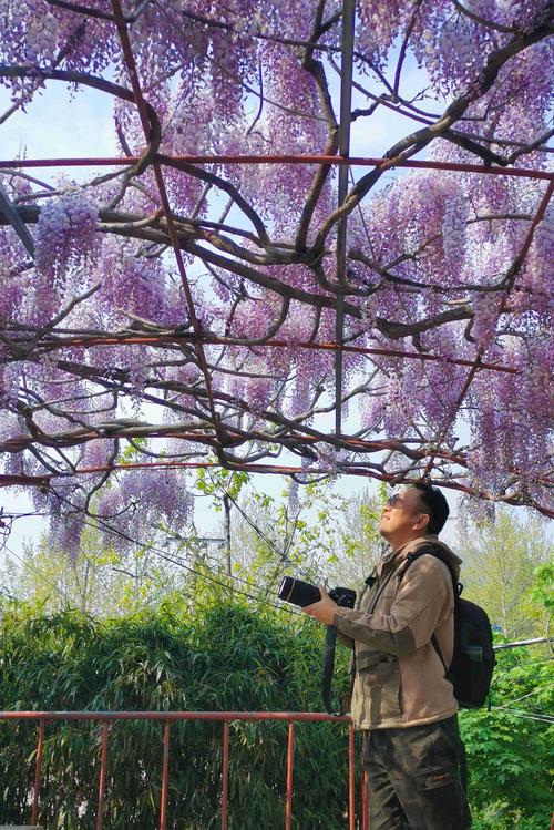 紫藤挂泰山,花蔓宜泰安