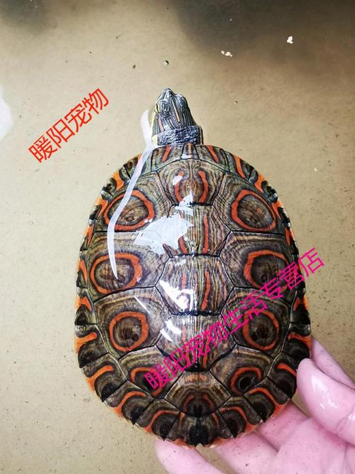 天弗尼加拉瓜彩龟中美彩龟大河甜甜圈龟深水鱼缸龟归田牧歌直播选龟