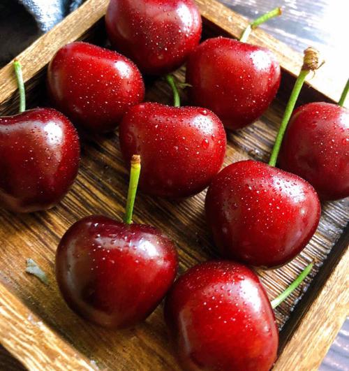 蜜露大樱桃品种介绍