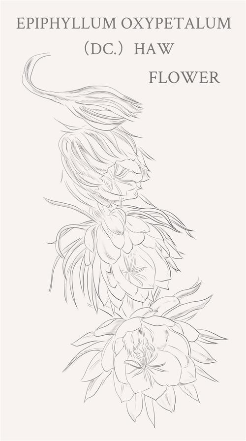 昙花(学名:epiphyllum oxypetalum (dc.)haw ).