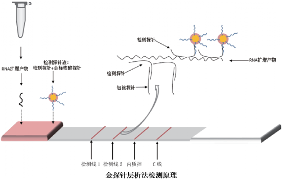 比较特别的是,联合探针锚定聚合技术在建库时,使用滚环扩增技术(rca)