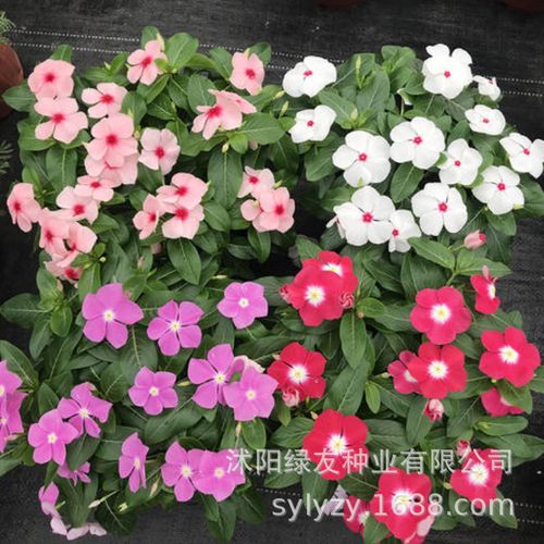 批发长春花种子 日日春 长春花