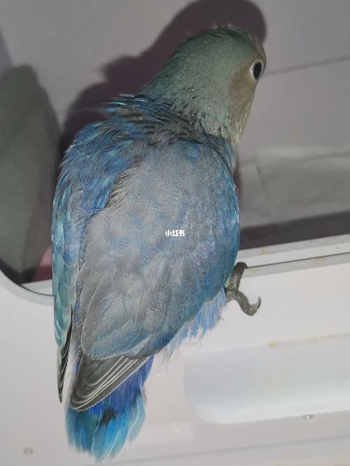 地点:佛山高明 牡丹鹦鹉(紫罗兰)~40天左右大 因为条件不允许 ,不适合