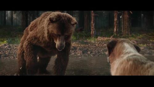 大狗巴克和棕熊对峙,气势上碾压棕熊,带着狼群扬长而去,太拽了