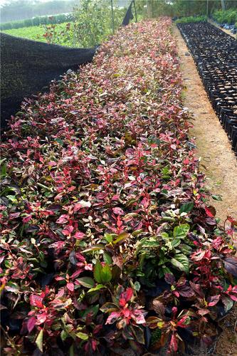 通州市基地大量批发供应彩叶扶桑量大从优