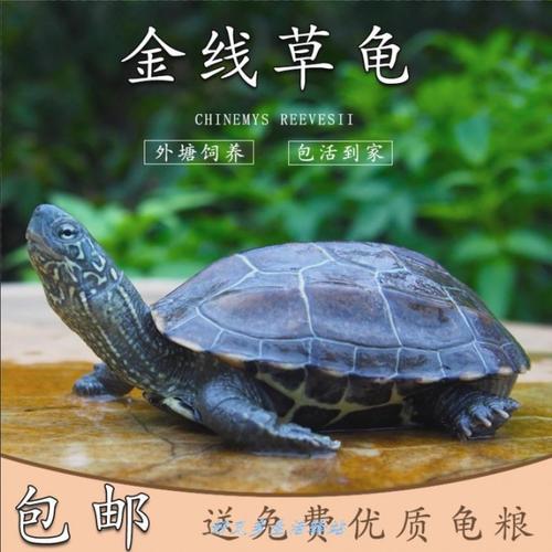 千年金钱乌龟活物活乌龟长寿龟招财中华草龟活体苏北金线草龟招财