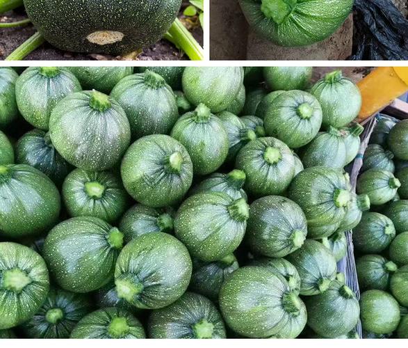 无蔓绿珠圆西葫芦种子 农田菜园杂交早熟瓜码密小圆西