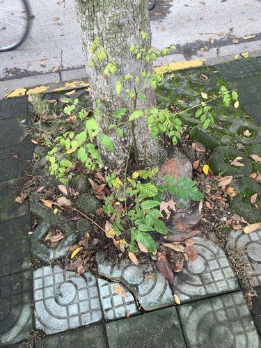 求助,这是什么植物? 单叶互生 圆锯齿 叶基渐狭 叶尖渐尖 叶着生 无柄