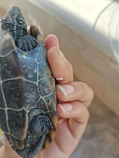 乌龟好像有点腐甲了01_乌龟_双氧水_乌龟腐甲_宠物
