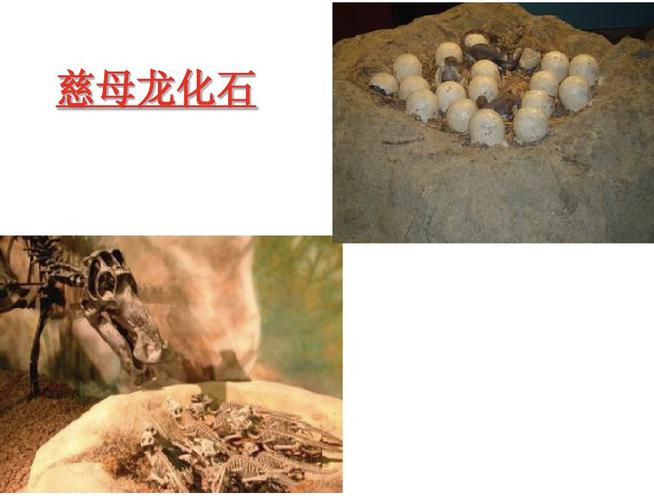 由此可见,恐龙是先有了恐龙蛋,再孵化出来的恐龙宝宝