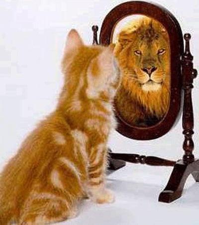 萌态百出!小动物搞怪照镜子