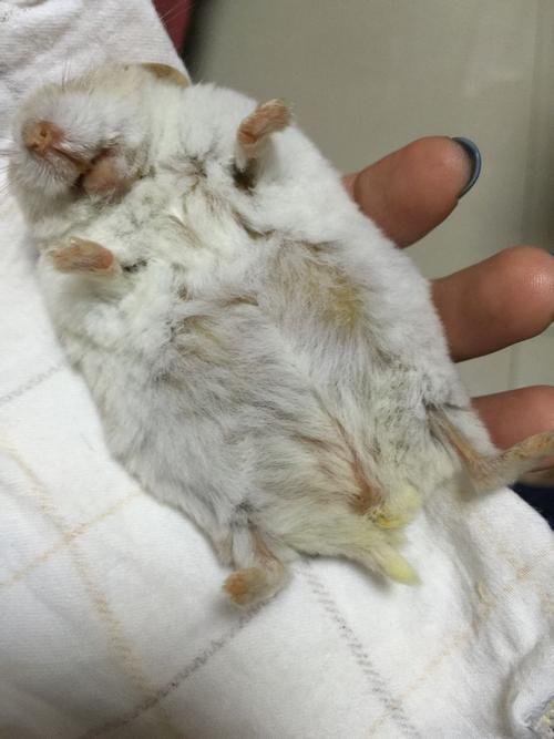 仓鼠从前天开始不吃东西,稍微喝点水,一动不动,尿尿特别黄,今天才发现