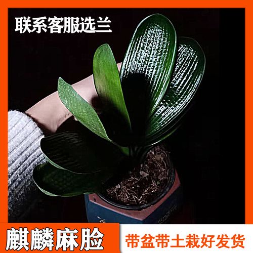 鞍山四季精品麒麟麻脸q粗筋君子兰苗盆栽高档室内好养