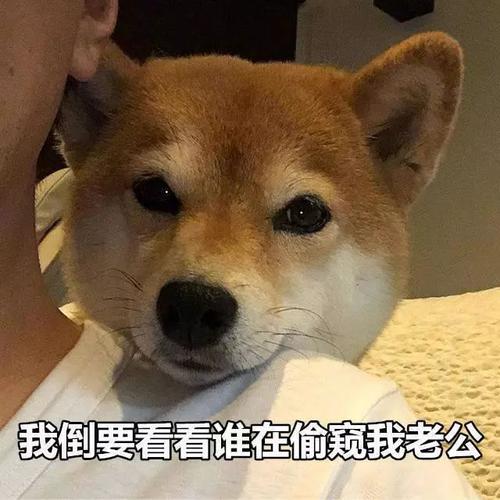 柴犬表情包合集 你懂我的意思吧