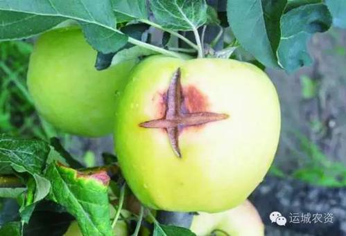 对套袋苹果果实 病虫害的观察及防治措施