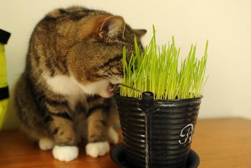 原创猫咪为何都爱吃草?背后原因让人信服