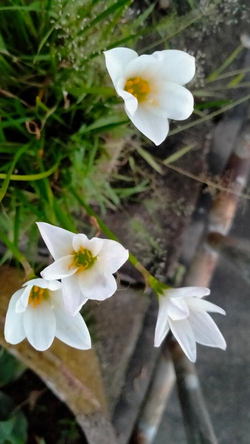 小白花 —————— "靓女"种的花.