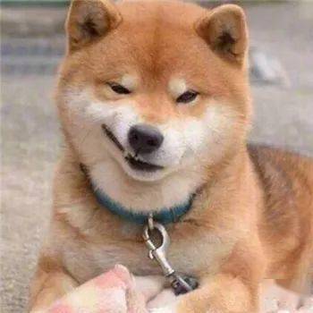 最全沙雕狗子表情包合辑!年度最傻狗子都在这儿了!