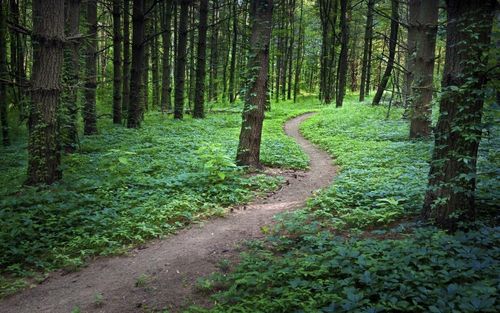 山间小路唯美风景