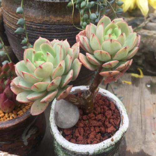 戴伦老桩 多肉植物