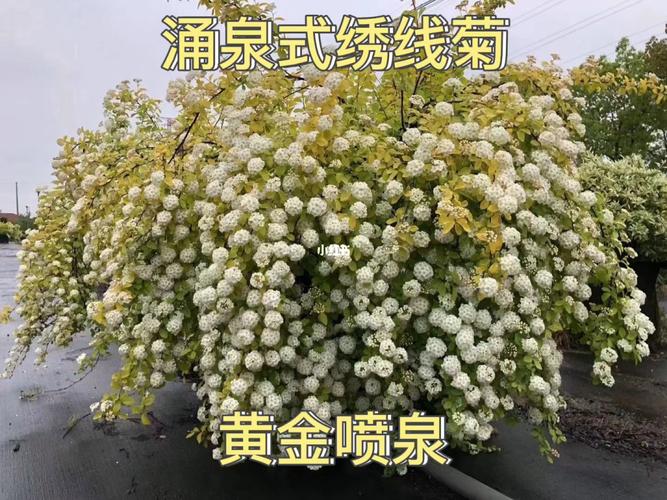 黄金喷泉_赏花_春天去哪玩_春天去赏花_出行_人文风光
