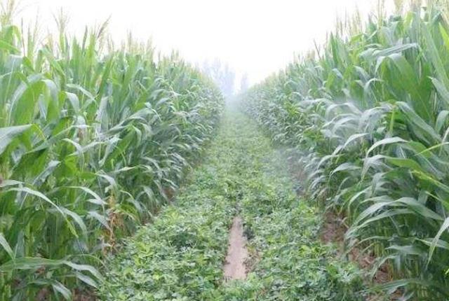 花生套种玉米相比单一种植优势在哪收益是否会增加
