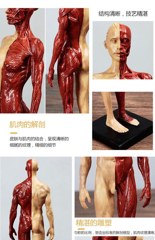 人体肌肉模型 骨骼绘画cg参考标版解剖美术临摹雕塑仿真 人体模型 桔