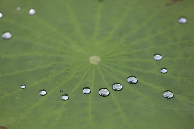 2019年6月28日,圆明园,荷叶上的水珠宛如一颗颗晶莹剔透的"珠宝".