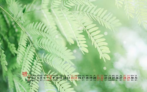 2019年12月简约清新电脑桌面日历壁纸