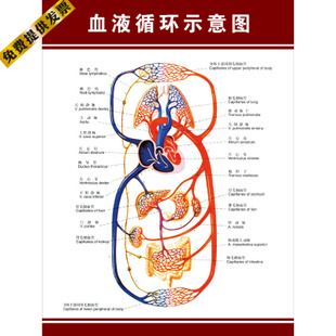 肌肉骨骼神经血管分布挂图展板 血液循环示意图 人体解剖海报