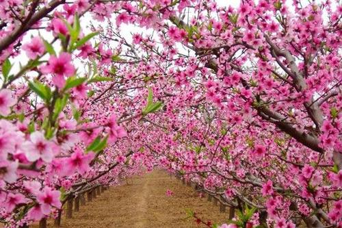 中国肥城第18届桃花节开幕