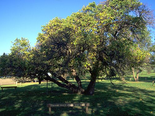 the famous mulberry tree at kingscote