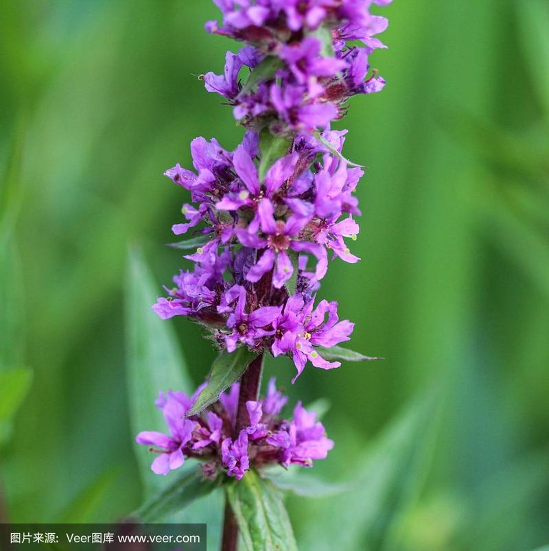 珍珠菜,紫色,佛花,公亩,品牌名称