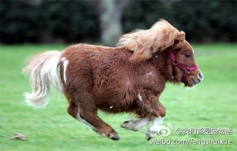 因为世界上还有类似于shetland pony 这样的一群小短腿,萌的没有重点