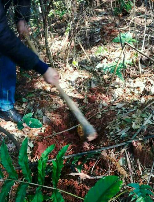 小雪过后挖冬笋