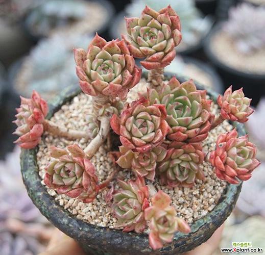 老庄奥利维亚(自然) 多肉植物