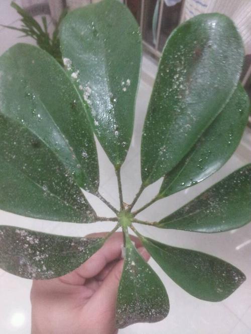 请问鸭脚木的叶子发霉,还有油一样的物质,很粘手的,是