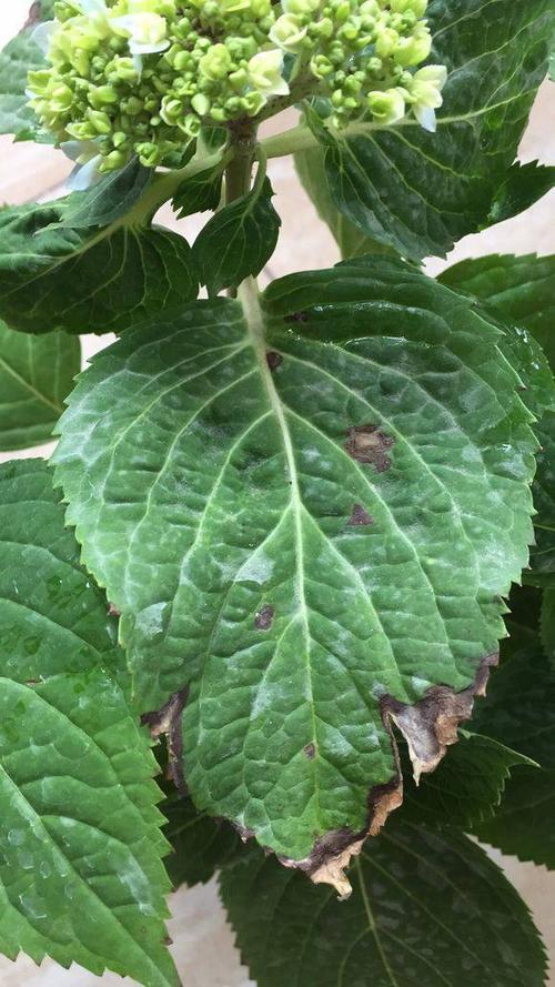 绣球花叶子发黄卷曲,不停掉花苞?它生了这种病,赶紧