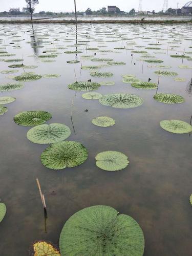 2018年苏州鸡头米农家种植基地参观!鸡头米生长环境