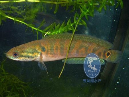 它的市场价值怎样呢?