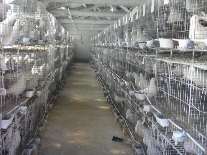 常宁肉鸽养殖场肉鸽最新养殖技术