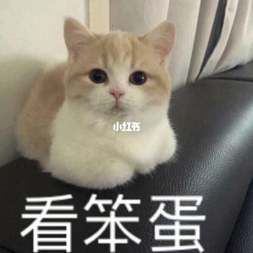 萌宠表情包/可爱猫咪一起看笨蛋_表情包_猫咪_萌宠_男