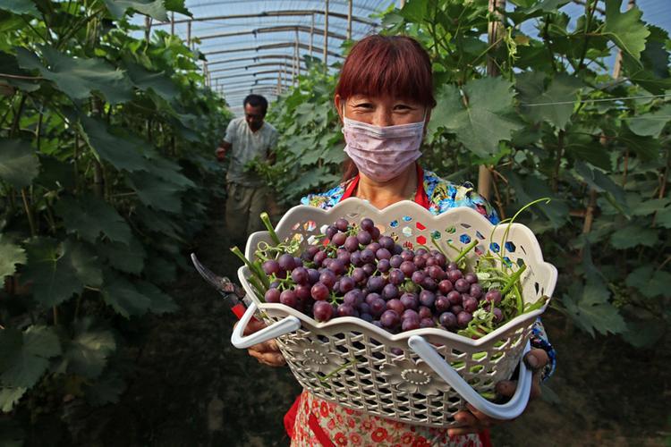 6月14日,在河北省廊坊市永清县龙虎庄乡绳高营村的冷棚葡萄大棚内