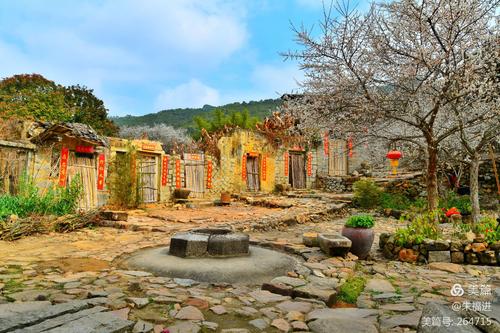 2021年饶平东明村梅花和潮州桂坑村枫叶