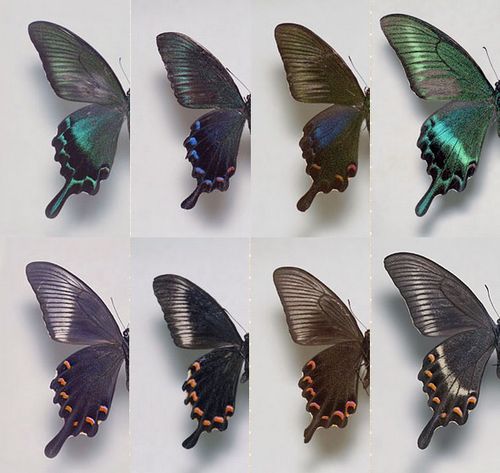 papilio dehaanii德罕翠凤蝶,又称北方碧凤蝶,德氏翠凤蝶或德翠凤蝶