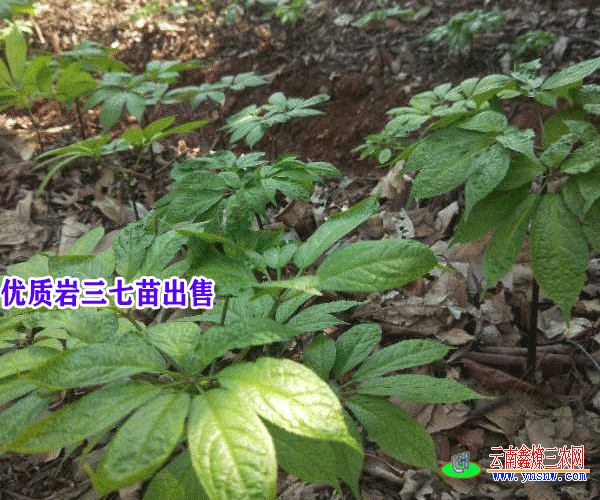岩三七苗_岩三七小苗_云南岩三七种苗批发和功效